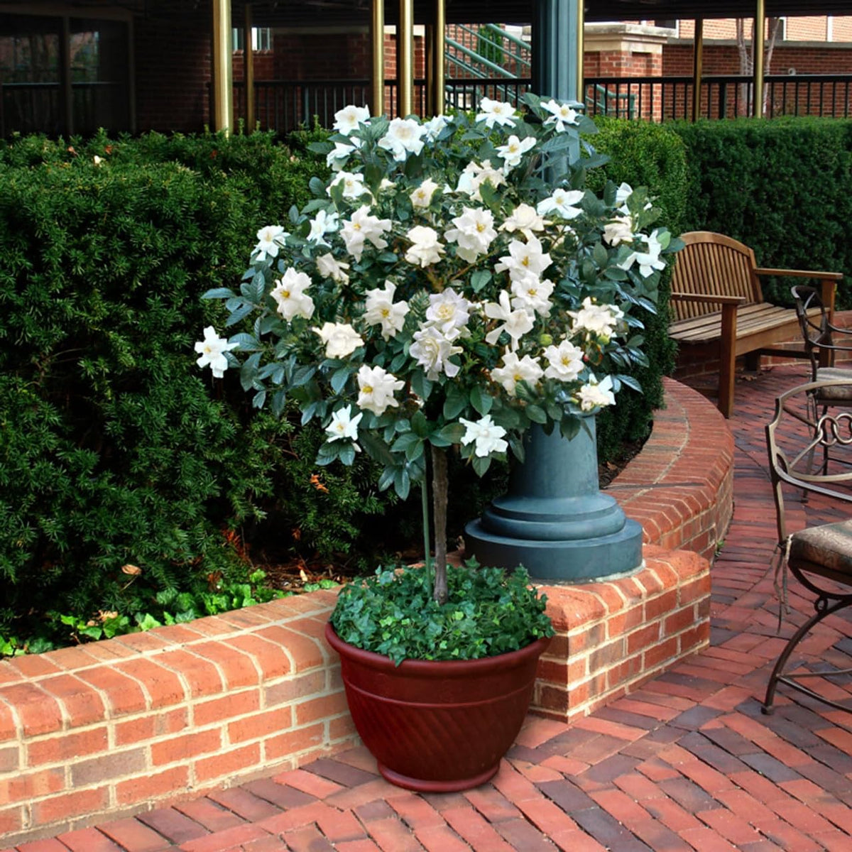Gardenia Aromatic 2 x 2 inch Cups D545