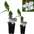 Gardenia Aromatic 2 x 2 inch Cups D545