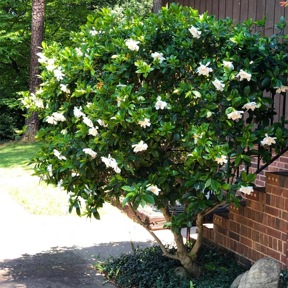 Gardenia Aromatic 2 x 2 inch Cups D545